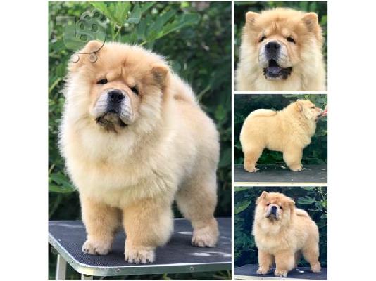 PoulaTo: Chow Chow, υπέροχα κουτάβια